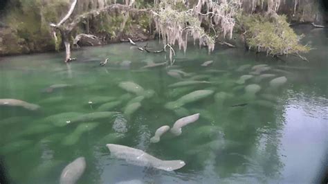 Blue Spring underwater webcam